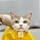 고양이무마취미용 고무미 | 부산고양이미용의 새로운 패러다임, 고양이무마취미용 무냥무냥 부산서면점