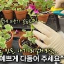 리갈 제라늄 키우기 제라늄 꽃말 물주기 가지치기 꽃 꽃대 정리 분갈이 팁 이미지
