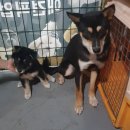 조이 애견 유치원 이미지