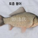 참붕어 이미지