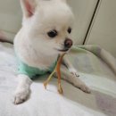 저르 이미지