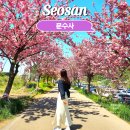 문수사 주차장 | 서산 가볼만한 곳 4월 여행 겹벚꽃 인생 포토존 맛집 문수사 입장료 주차장