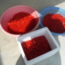 앵두나무우물가에 이미지