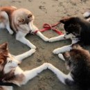 복슬강아지 이미지