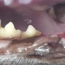 블루동물종합병원 이미지