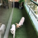 블루밍독 이미지
