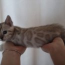 소유뱅갈캐터리 이미지