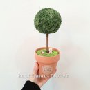 꿈나무 | 🌿 스칸디아모스 꿈나무 수업 후기 아이들의 마음에 작은 숲을 심다