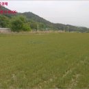 임당천 이미지