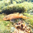 물고기(물과의 만남 이미지