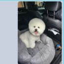 김채안퍼피살롱 이미지