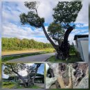 화기리인동장씨종택 | [영주의 고택을 찾아서] 400년 종가의 전통과 품위를 유지하고 있는 꽃계마을 안동장씨종택(장말손유물각)