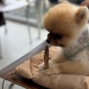 내가 품은 Dog 이미지