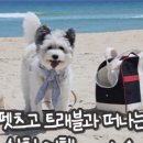 펫츠고트래블 이미지