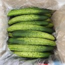 민숙농장 | 농라 민숙농장 오이후기🥒