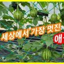 자몽수박 재배! 자몽애플수박 기르기 순지르기 이미지