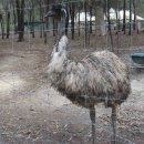 호주농장 이미지