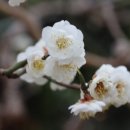만발 이미지