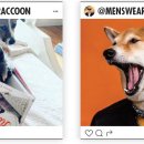 개귀여워 이미지