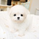 퍼피럽 강아지분양 고양이분양 군산본점 | 대전실버말티푸애견샵 체계적이고 신뢰가는 곳 (feat. 군산 폼스키 말티츄)