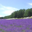 라벤더 이미지