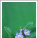 물망초forgetmenot 이미지
