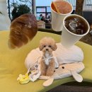 오월당 | 김포 강아지동반카페 오월당 후기! 반려견과 함께 가기 좋은 곳☁️🐶