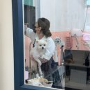 뽀송뽀송 애견미용 | 금촌애견미용실 [이뻐지개]에서 강아지 위생미용 목욕 후기 | 오픈형 애견미용실