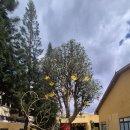 푸른농장B | [제 4편] 차와 커피향의 도시 베트남 바오록 차 박물관 관람 후기