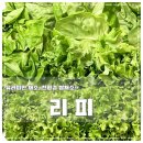 (합)하나환경 | 아삭하고 부드러운 친환경 쌈채소 리피 유러피안 채소 b