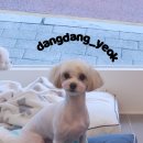 애견 미용실 이미지
