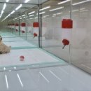 미유펫 강아지분양 고양이분양 전주점 이미지