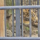 호랑이와 반달곰 | 가평 아기랑 가기 좋은 곳 아침고요가족동물원 feat. 호랑이, 사자 볼 수 있는 곳