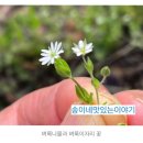 헷갈리는 들꽃 벼룩나물과 벼룩이자리 동정하기