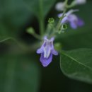 숨비기낭 이미지