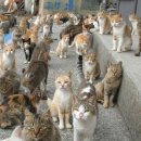 고양이천국 이미지