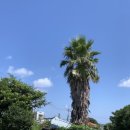 아끈두베 이미지