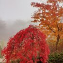 가을 단풍 (척야산) 이미지