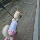아침 댓바람 모닝 산책길.... 은폐 엄폐중인 서생원과 조우~! 일촉측발 대치!! 이미지