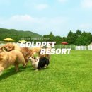 골드펫리조트 이미지