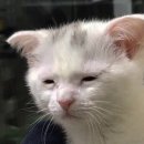 씨에이치에이 | 올드머니룩추천 하이퀄리티 여성의류 브랜드 하우스오브차 꾸뛰르경량패딩 연말룩 백리본원피스 구매 후기
