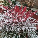 남천농장 이미지