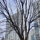 뉴서울 효성 5차아파트 | 효성동 인터폰, 비디오폰, 도어락 효성동 효성뉴서울5차아파트 비디오폰, 인터폰 경동NHA-0796HW 디지털...