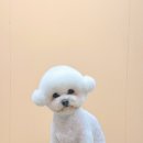 그루미재이 이미지