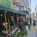 못골사거리 | 못골시장 화분집 모종파는곳 3000원 힐링 사거리플라워 사거리꽃집