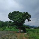 세포마을 이미지