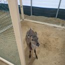 우리농장 | [고모리 우리농장]아이와 함께 다녀온 우리농장에서 동물 먹이주기 체험 후기