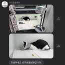 로아동물병원 이미지