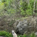 몽이네펫택시 이미지