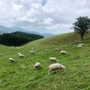 보미목장 이미지